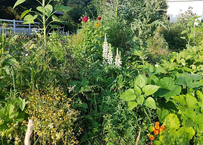 Les Lupins
