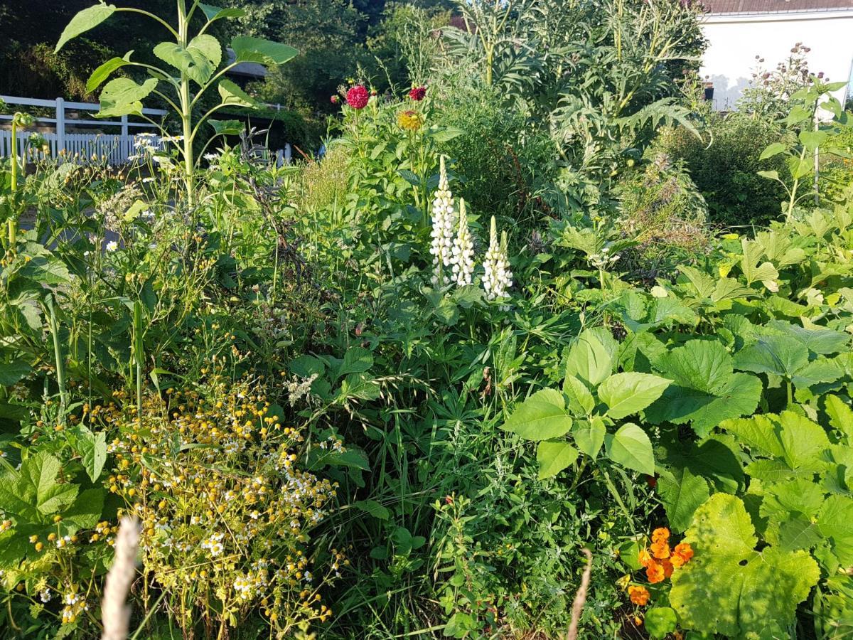 Bed and breakfast Les Lupins Étretat